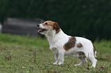 JACK RUSSEL 210